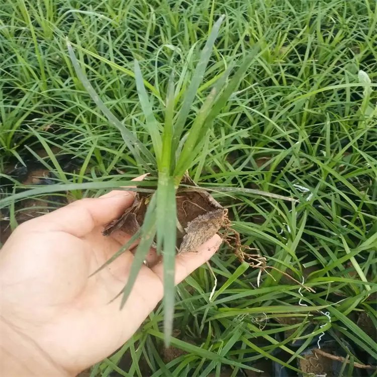 <a href='http://m.wuzhouwash.com/caobenzhiwu/3396.html' target='_blank'>沿階草</a>杯苗容器苗