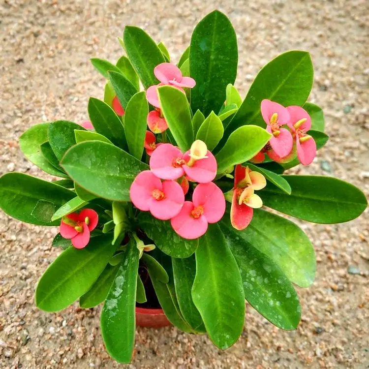 鐵<a href='http://m.wuzhouwash.com/linmuzhongzi/1766.html' target='_blank'>海棠</a>杯苗容器苗