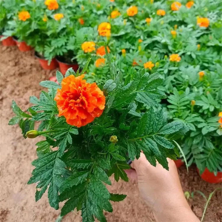 <a href='http://m.wuzhouwash.com/caohuazhongzi/1631.html' target='_blank'>萬(wàn)壽菊</a>杯苗容器苗