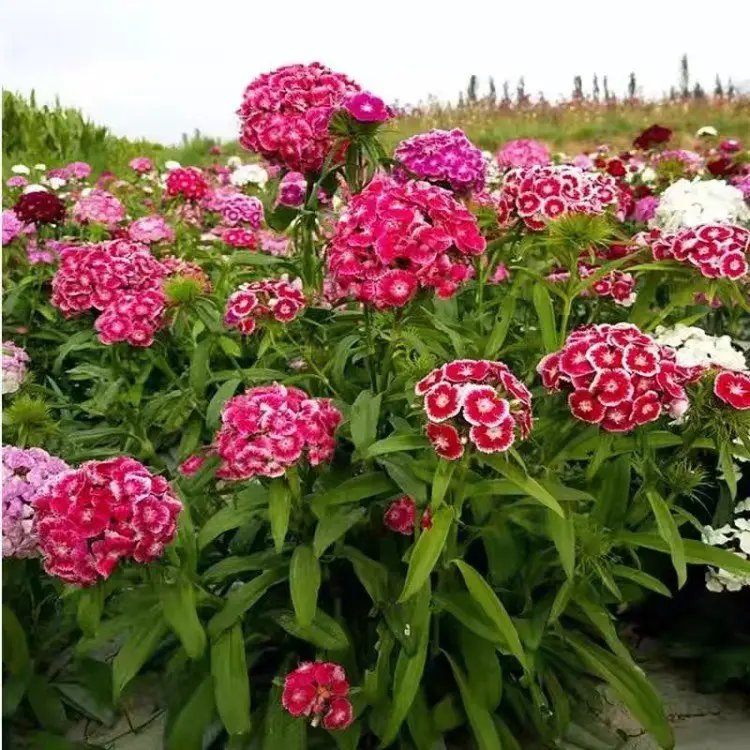 <a href='http://m.wuzhouwash.com/caohuazhongzi/1632.html' target='_blank'>五彩石竹</a>杯苗容器苗