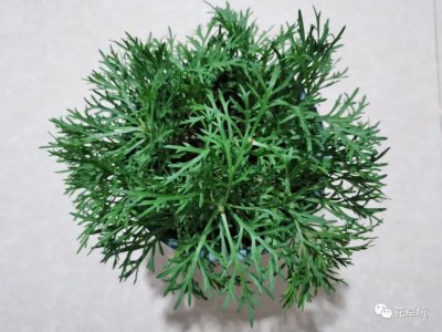 金葉蕕