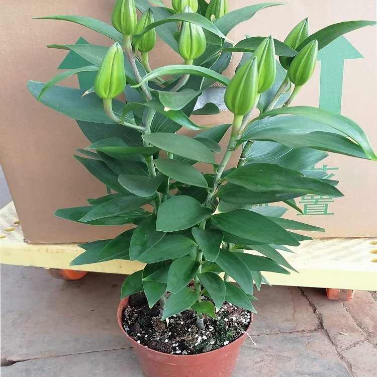 百合容器苗盆栽 來(lái)自綠寶園林
