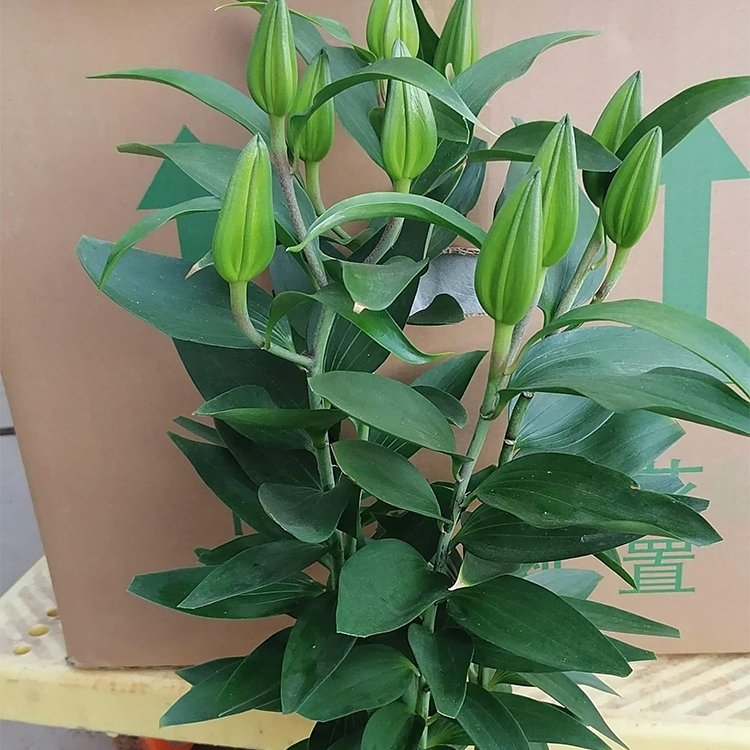 百合容器苗盆栽 來(lái)自綠寶園林
