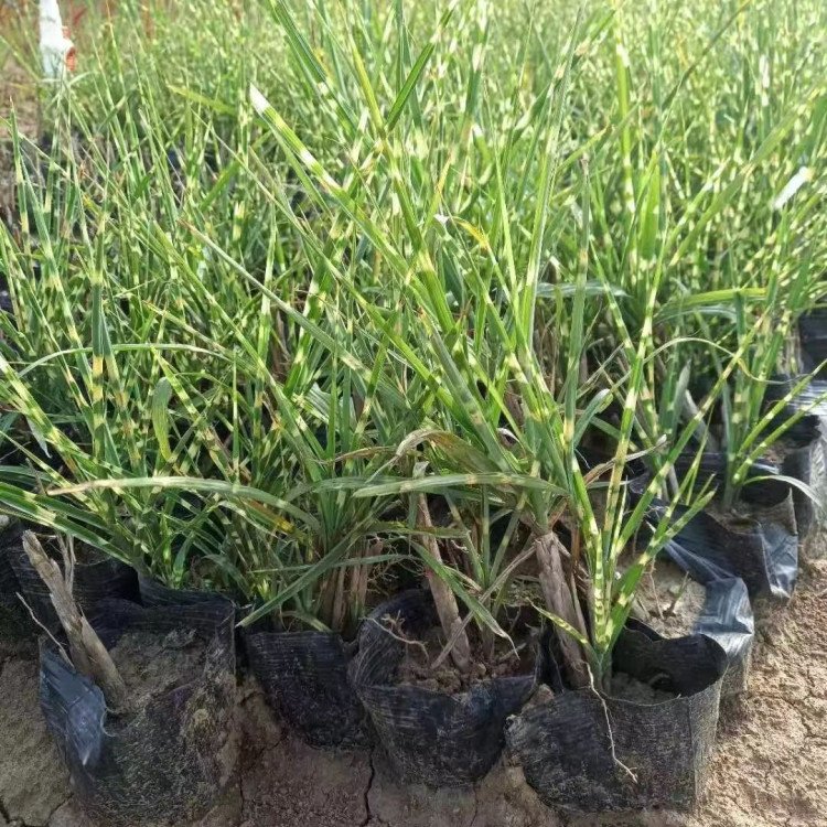 斑葉芒容器苗 盆栽 來自綠寶園林