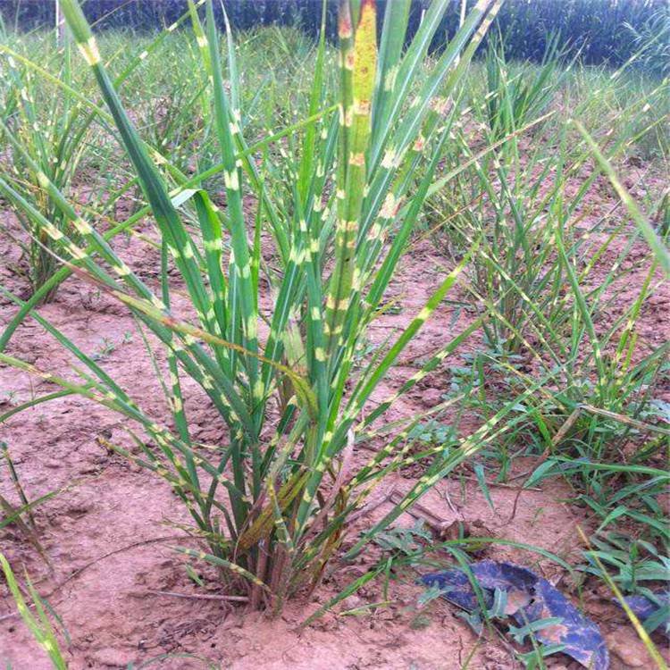 斑葉芒容器苗 盆栽 來自綠寶園林