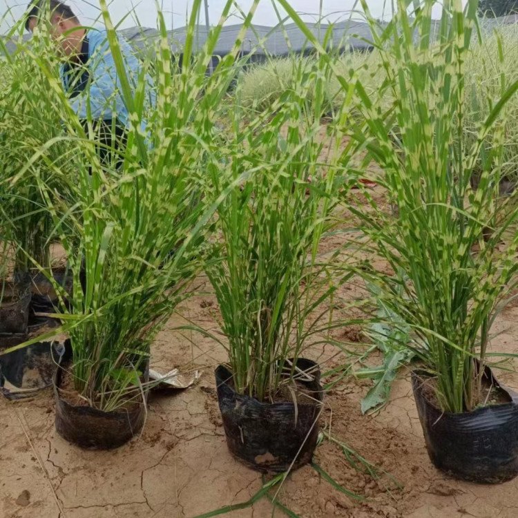 斑葉芒容器苗 盆栽 來自綠寶園林