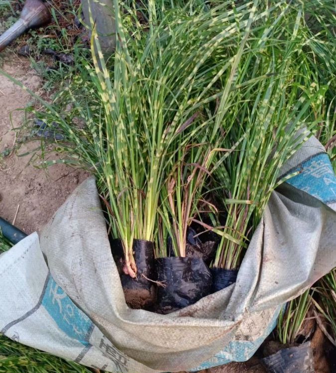 斑葉芒容器苗 盆栽 來自綠寶園林