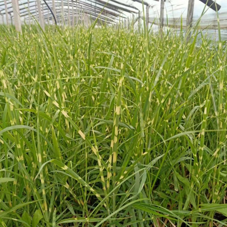 斑葉芒容器苗 盆栽 來自綠寶園林