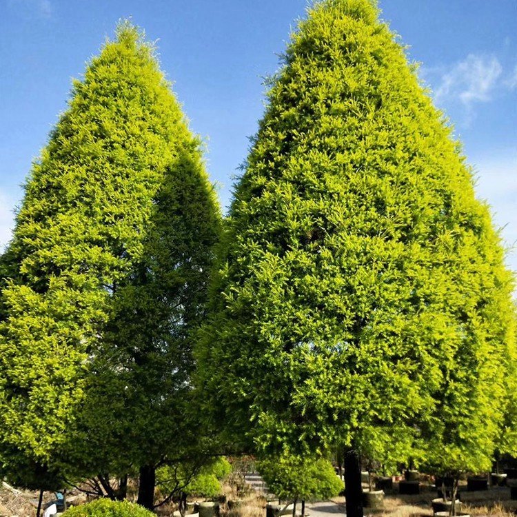 黃金香柳 來自綠寶園林