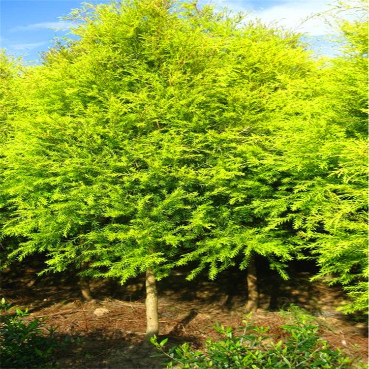 黃金香柳 來自綠寶園林