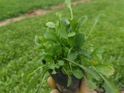 白晶菊容器苗