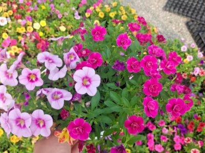 舞春花容器苗