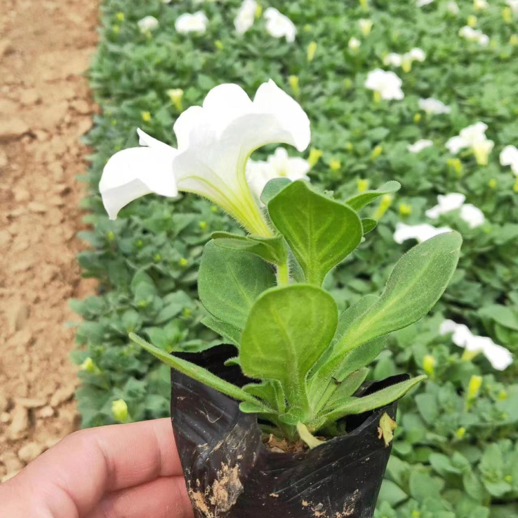 白色垂釣牽牛容器苗盆栽苗