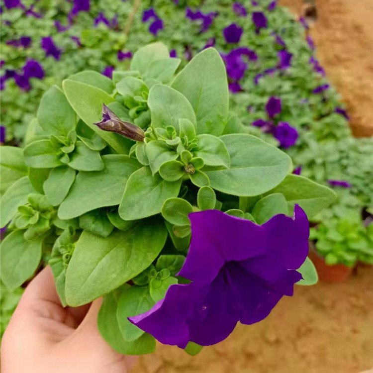 藍色紫色垂釣牽牛容器苗盆栽苗