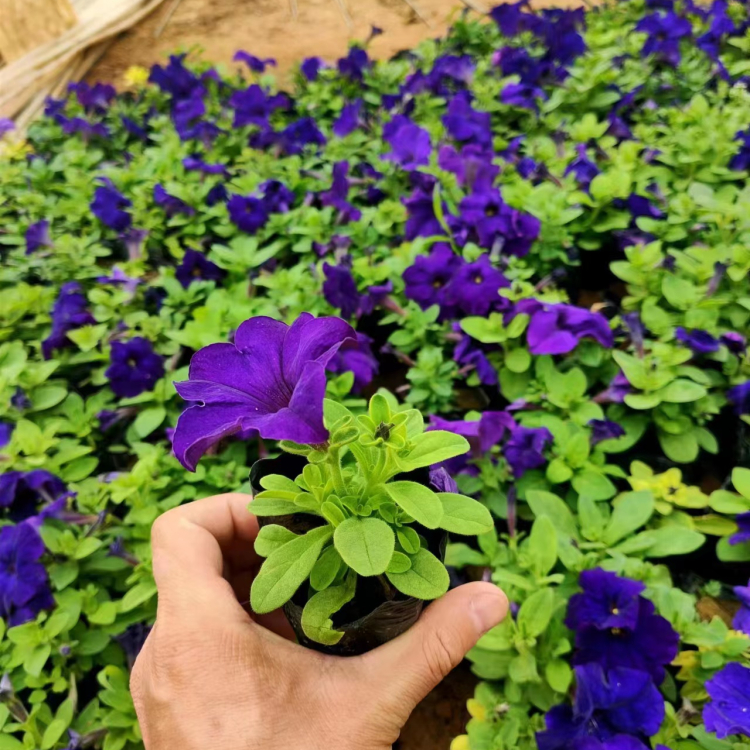 藍色紫色垂釣牽牛容器苗盆栽苗
