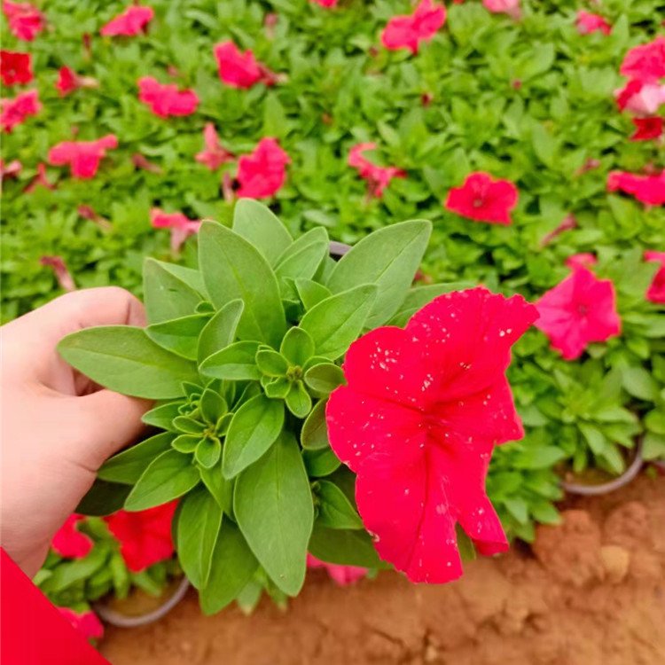 大紅色垂釣牽牛容器苗盆栽苗
