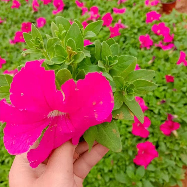 玫紅色垂釣牽牛容器苗盆栽苗