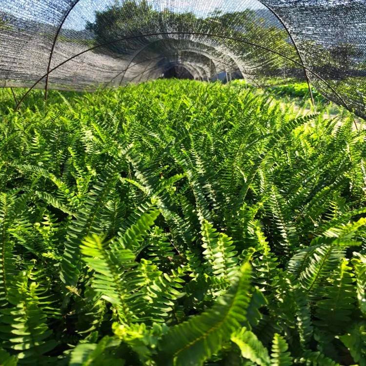 波斯頓蕨容器苗盆栽苗