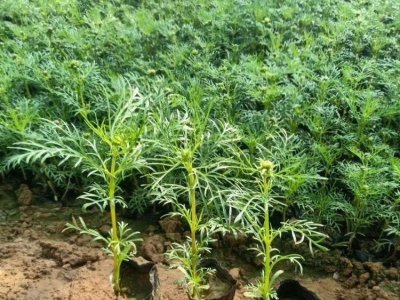 波斯菊容器苗