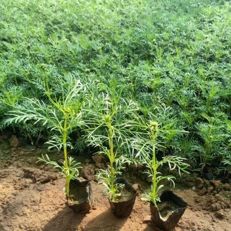 <a href='http://m.wuzhouwash.com/caohuazhongzi/12.html' target='_blank'>波斯菊</a>容器苗波斯菊盆栽苗