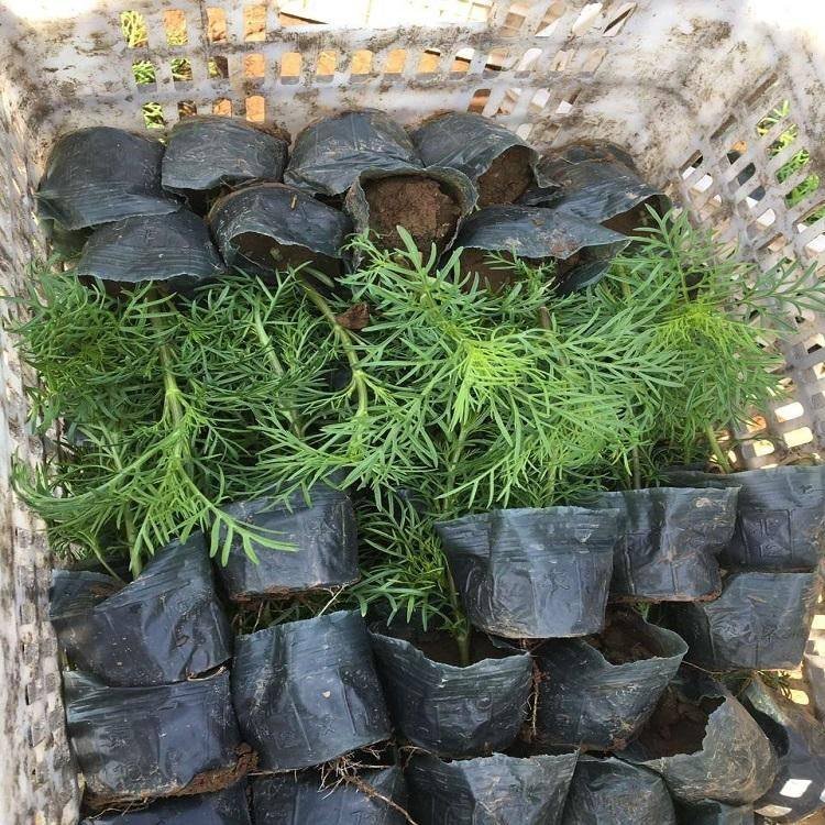 波斯菊容器苗波斯菊盆栽苗
