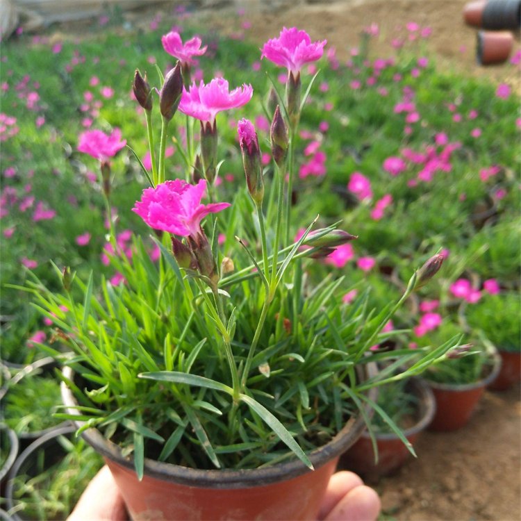 五彩<a href='http://m.wuzhouwash.com/caohuazhongzi/97045.html' target='_blank'>石竹</a>容器苗小苗盆栽苗