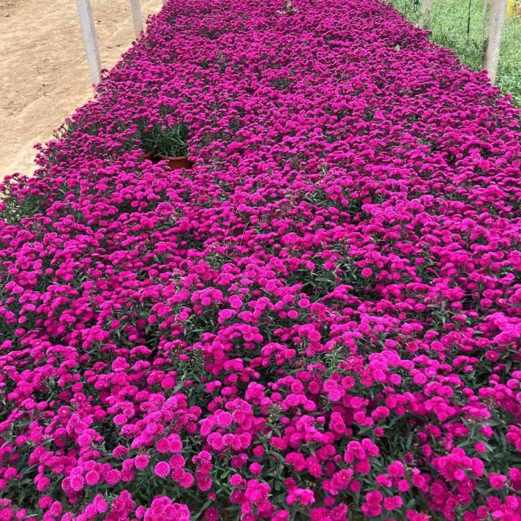翠菊容器苗盆栽粉紅色