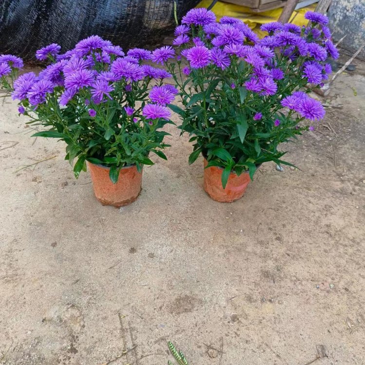<a href='http://m.wuzhouwash.com/caohuazhongzi/1033.html' target='_blank'>翠菊</a>容器苗盆栽藍色紫色