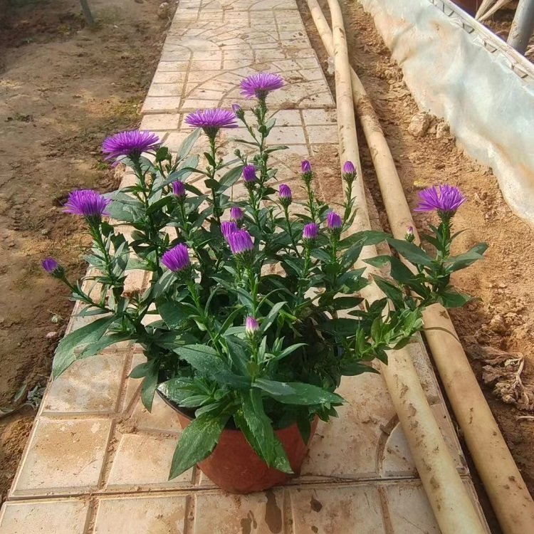 翠菊容器苗盆栽藍色紫色