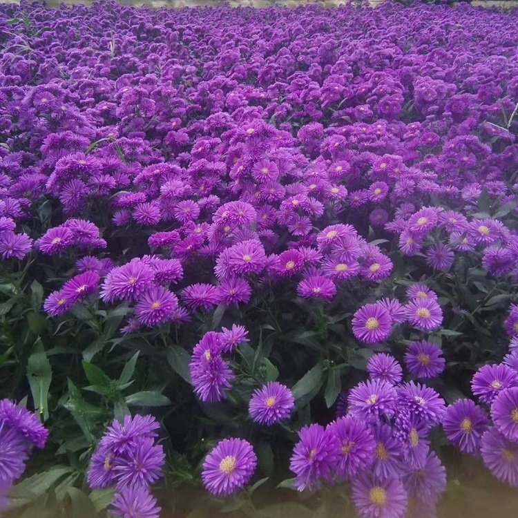 翠菊容器苗盆栽藍色紫色