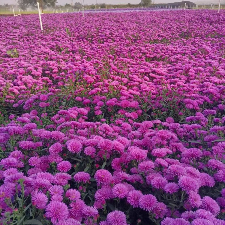 翠菊容器苗盆栽粉紅色