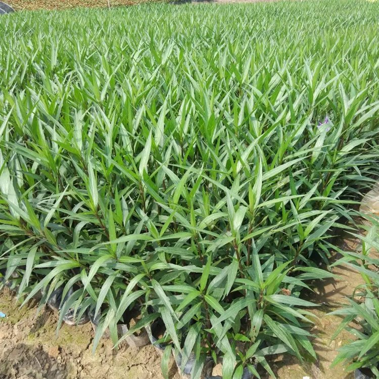 翠蘆莉容器苗
