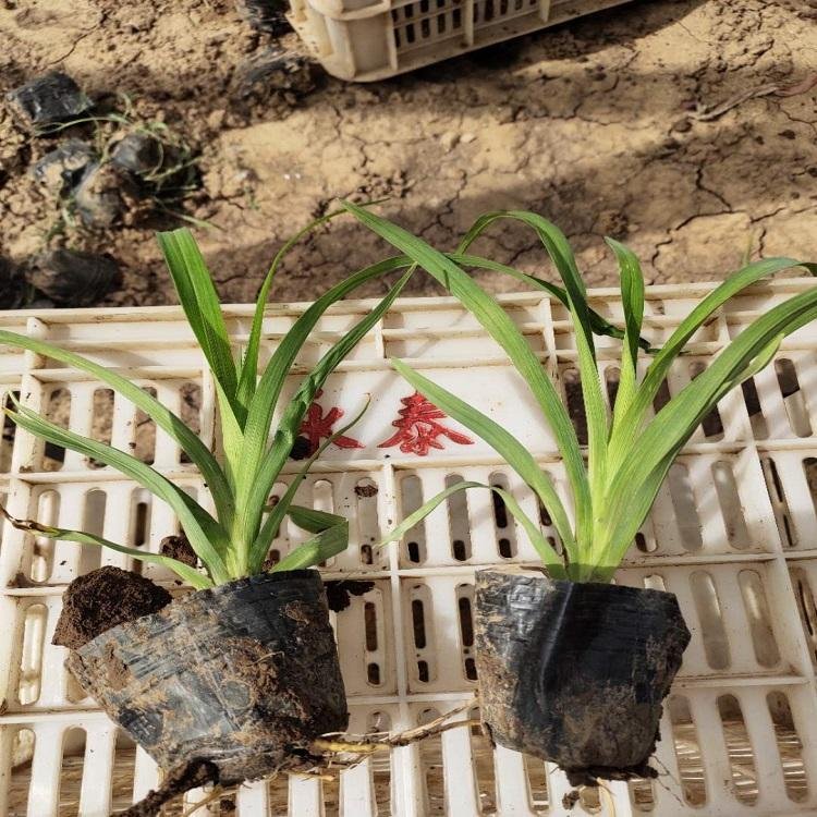 常綠<a href='http://m.wuzhouwash.com/caobenzhiwu/3404.html' target='_blank'>萱草</a>容器苗小苗盆栽苗