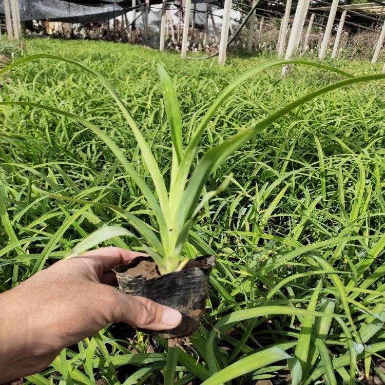 常綠萱草容器苗小苗盆栽苗