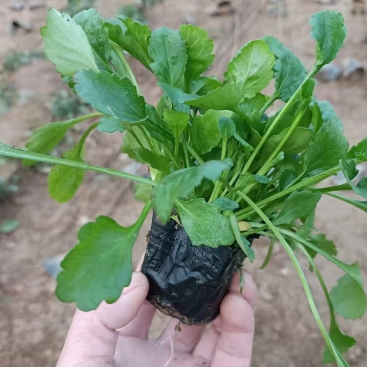 <a href='http://m.wuzhouwash.com/caohuazhongzi/1034.html' target='_blank'>大濱菊</a>容器苗盆栽苗