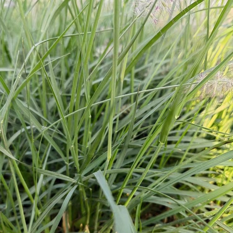 大布尼<a href='http://m.wuzhouwash.com/mucaozhongzi/1687.html' target='_blank'>狼尾草</a>容器苗盆栽苗