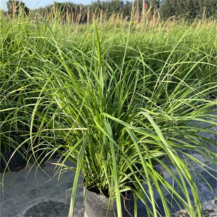 大布尼<a href='http://m.wuzhouwash.com/mucaozhongzi/1687.html' target='_blank'>狼尾草</a>容器苗盆栽苗