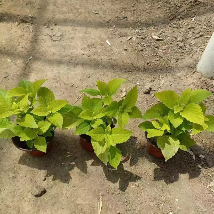橙色彩葉草容器苗盆栽苗