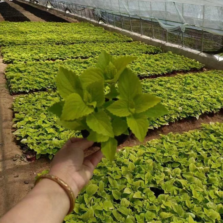 橙色彩葉草容器苗盆栽苗