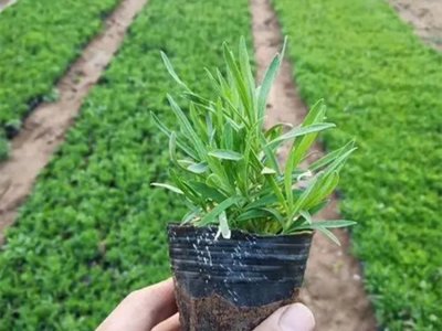 五彩石竹容器苗