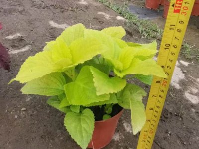 橙色彩葉草容器苗