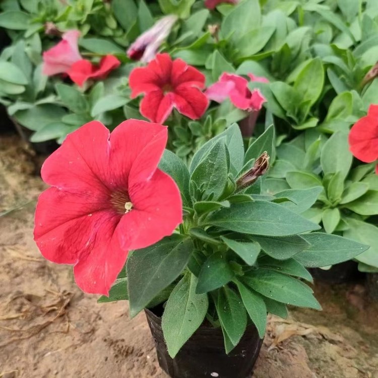 大紅色<a href='http://m.wuzhouwash.com/caohuazhongzi/1613.html' target='_blank'>牽?；?/a>容器苗