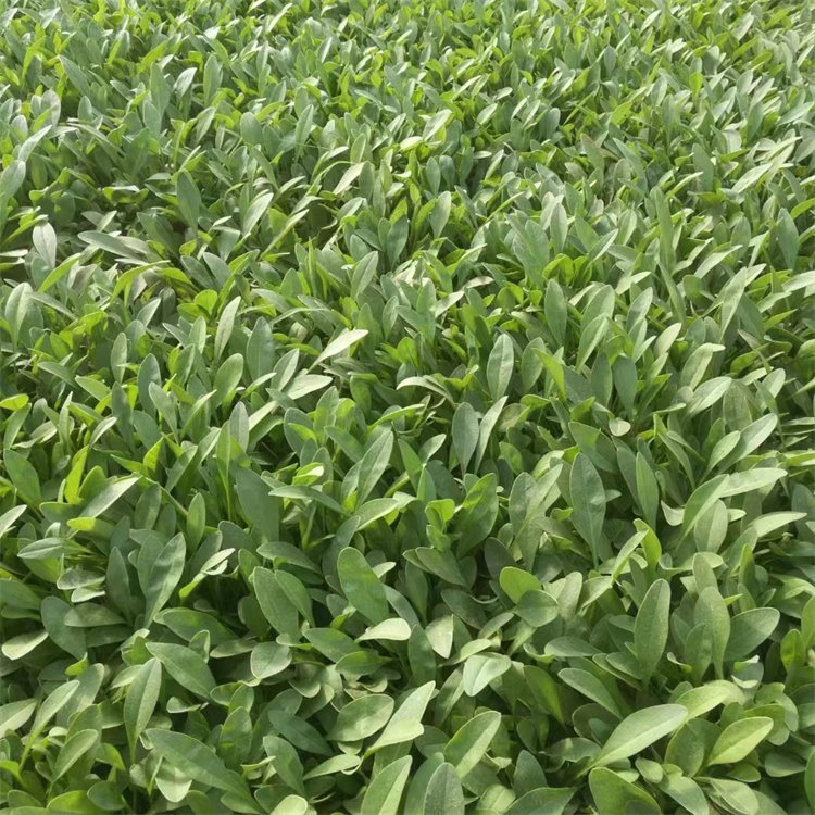 大花金雞菊容器苗盆栽小苗
