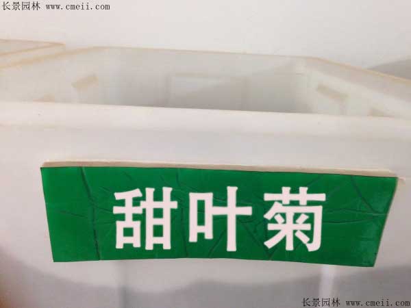 甜葉菊<a href='http://m.wuzhouwash.com/' target='_blank'>種子</a>圖片