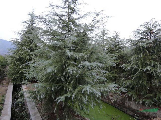<a href='http://m.wuzhouwash.com/linmuzhongzi/1853.html' target='_blank'>雪松</a>