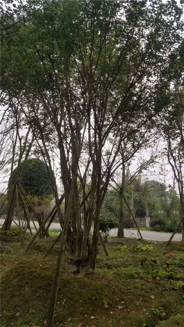 叢生<a href='http://m.wuzhouwash.com/linmuzhongzi/1781.html' target='_blank'>五角楓</a>基地實拍圖