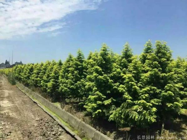 金葉<a href='http://m.wuzhouwash.com/linmuzhongzi/1720.html' target='_blank'>水杉</a>圖片基地實拍
