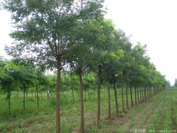 <a href='http://m.wuzhouwash.com/linmuzhongzi/1841.html' target='_blank'>國槐</a>圖片<a href='http://m.wuzhouwash.com/linmuzhongzi/1841.html' target='_blank'>國槐</a>基地實拍