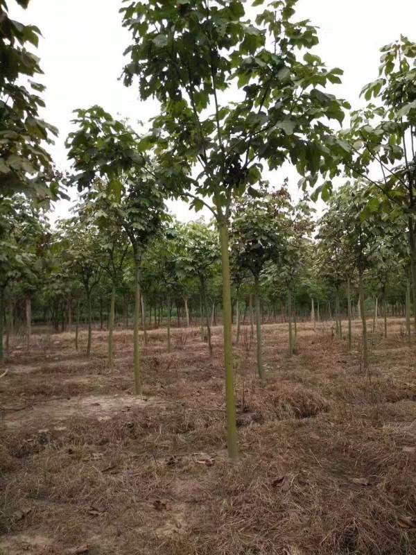 <a href='http://m.wuzhouwash.com/linmuzhongzi/1749.html' target='_blank'>青桐</a>樹圖片<a href='http://m.wuzhouwash.com/linmuzhongzi/1749.html' target='_blank'>青桐</a>樹基地實拍