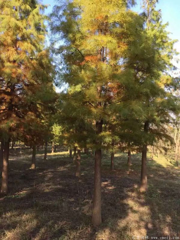 <a href='http://m.wuzhouwash.com/linmuzhongzi/1823.html' target='_blank'>池杉</a>圖片<a href='http://m.wuzhouwash.com/linmuzhongzi/1823.html' target='_blank'>池杉</a>基地實拍